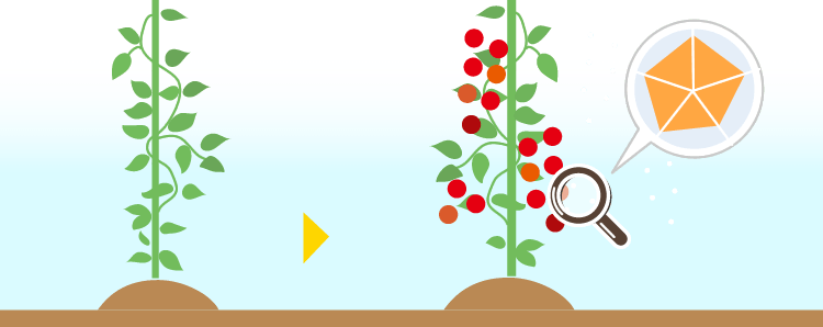 収穫した果実にどの栄養分がどれだけ吸収されているかを分析します。