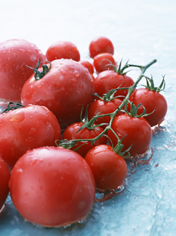 農作物「トマト」