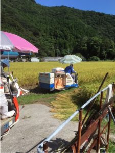 2016.07.29　蒲江　コシヒカリ2